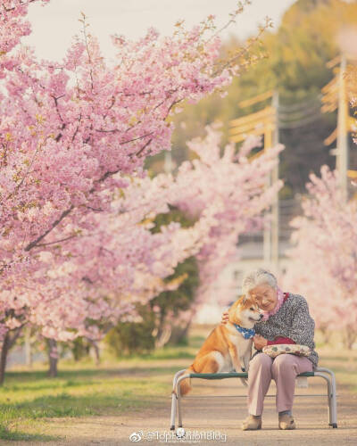 老奶奶 樱花 柴犬