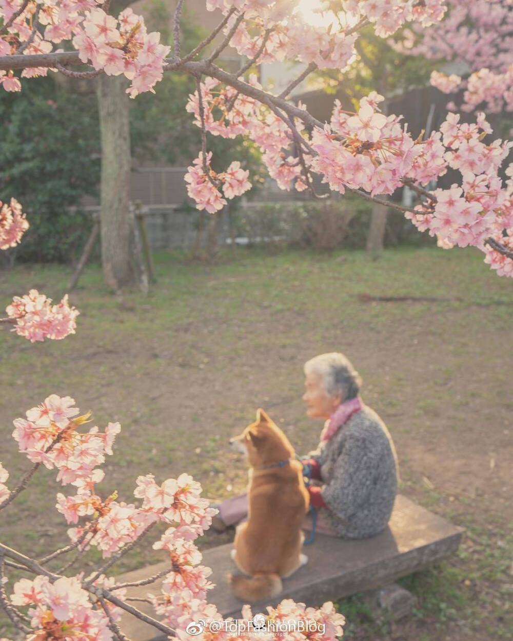 老奶奶 樱花 柴犬