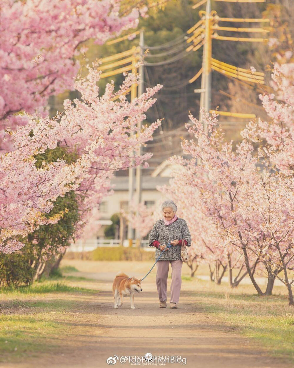 老奶奶 樱花 柴犬