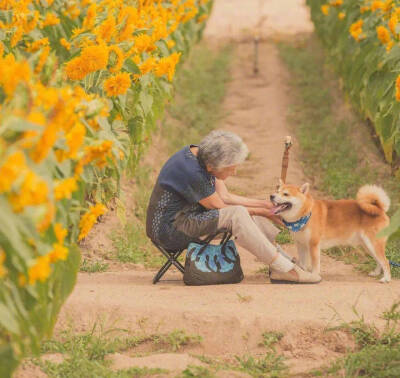 老奶奶 樱花 柴犬