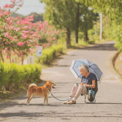 老奶奶 樱花 柴犬