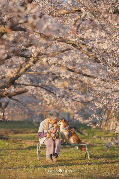 老奶奶 樱花 柴犬