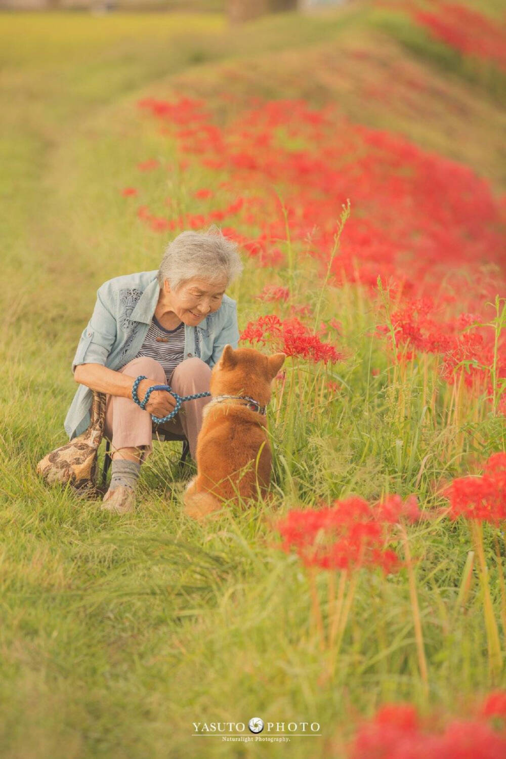 老奶奶 樱花 柴犬