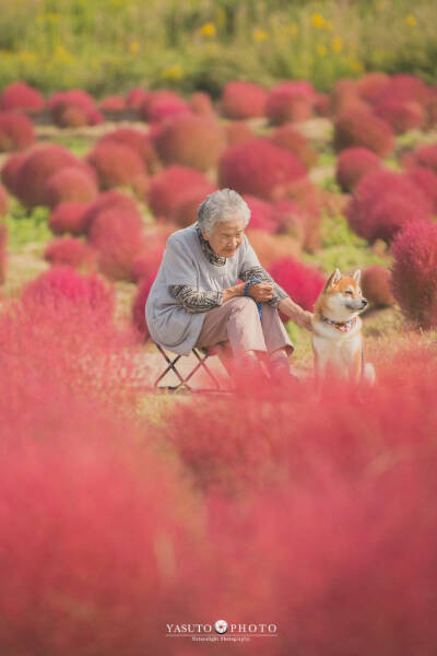 老奶奶 樱花 柴犬