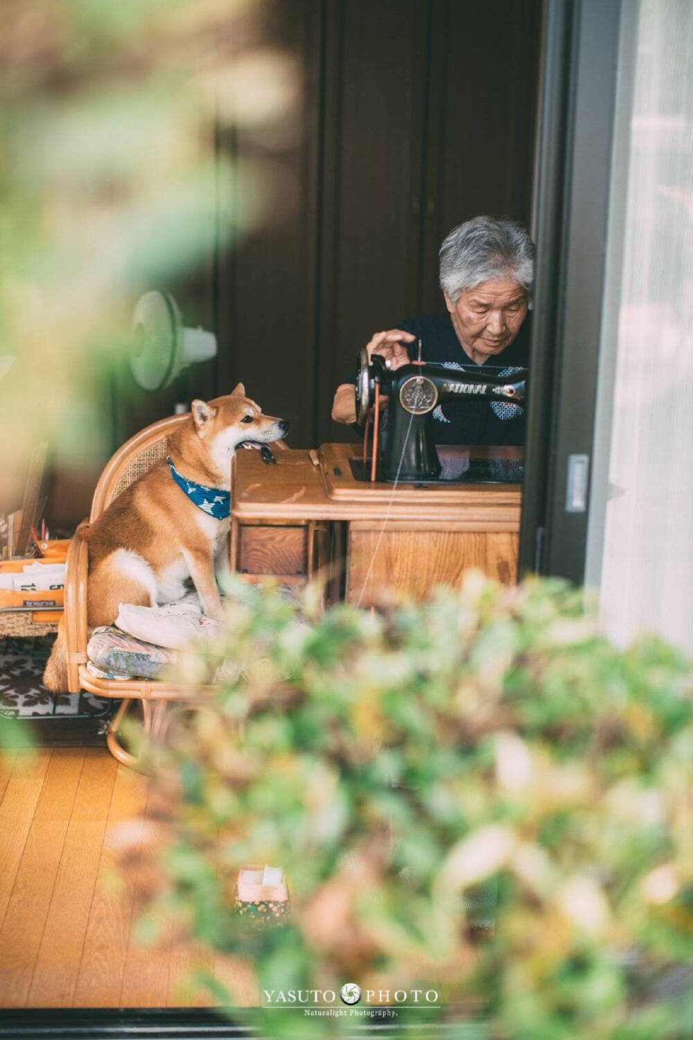 老奶奶 樱花 柴犬