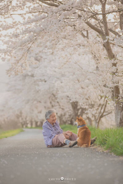 老奶奶 樱花 柴犬