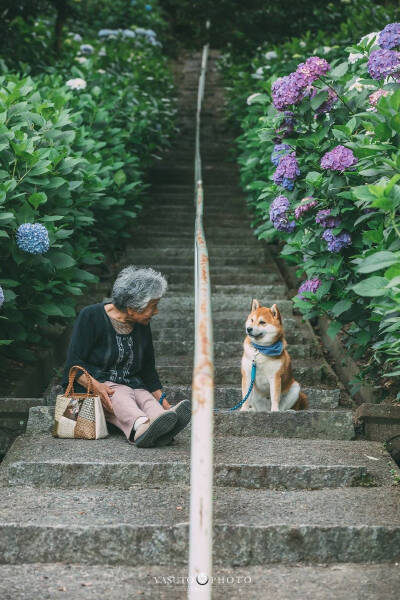 老奶奶 樱花 柴犬