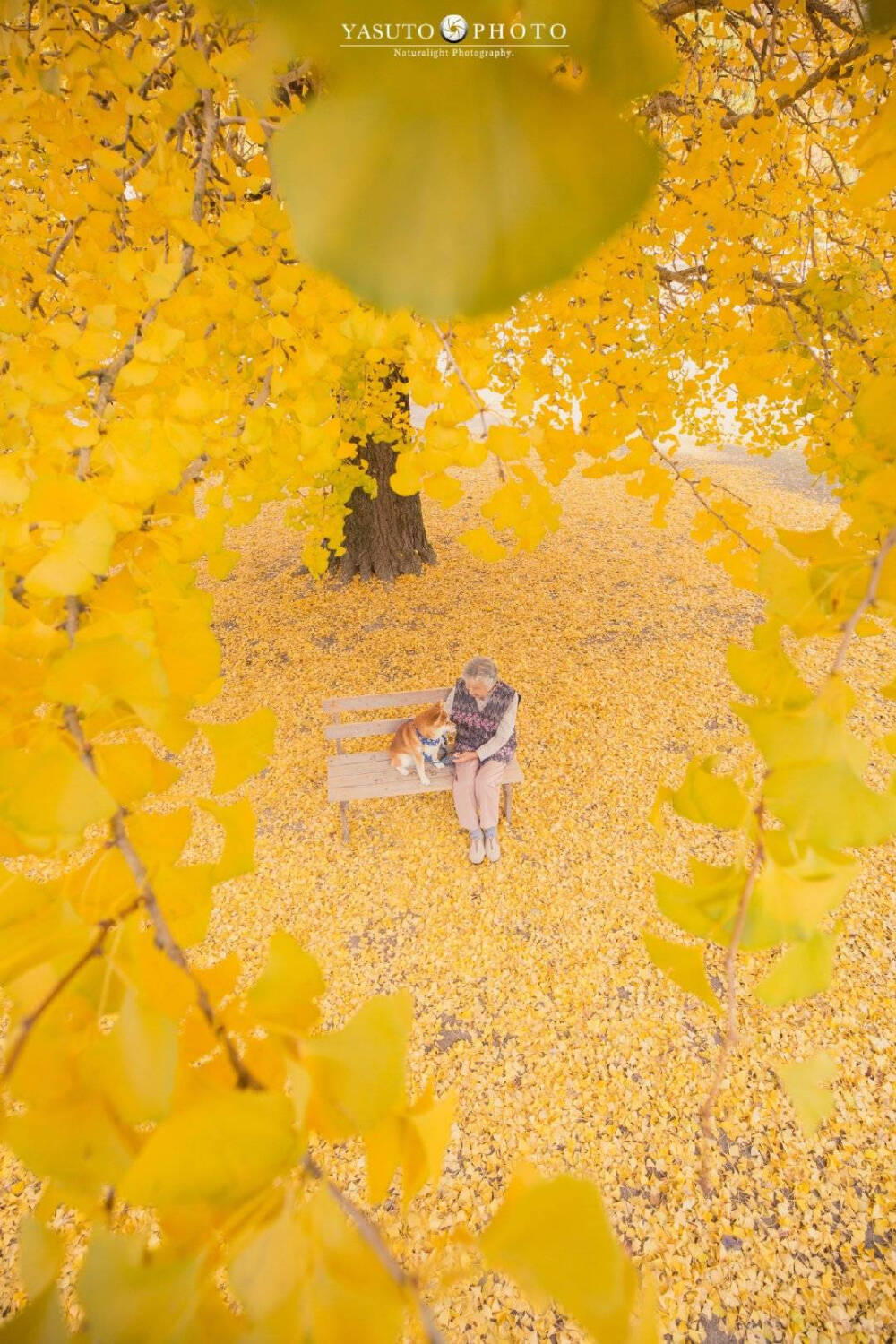 老奶奶 樱花 柴犬