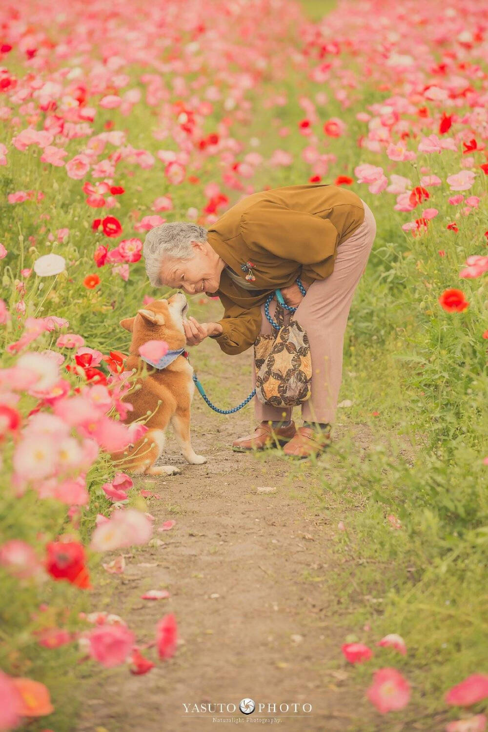 老奶奶 樱花 柴犬