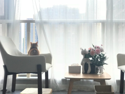 图源：花花与三猫CatLive