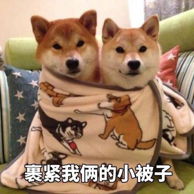 柴犬#柴柴#动物#狗#宠物#可爱#表情包