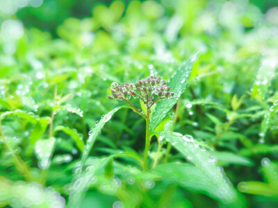 露珠(5月的成都还是雨淋淋、湿漉漉的，但是空气清新，植物滋润)