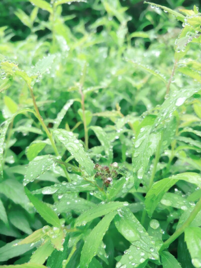 露珠(5月的成都还是雨淋淋、湿漉漉的，但是空气清新，植物滋润)