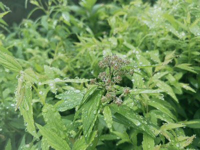 露珠(5月的成都还是雨淋淋、湿漉漉的，但是空气清新，植物滋润)