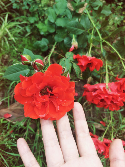 雨后的玫瑰花。火红火红的，燃烧着