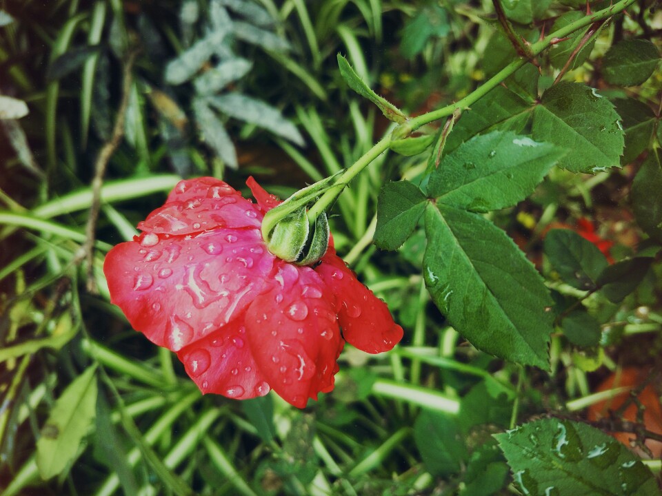 雨后的玫瑰花。火红火红的，燃烧着