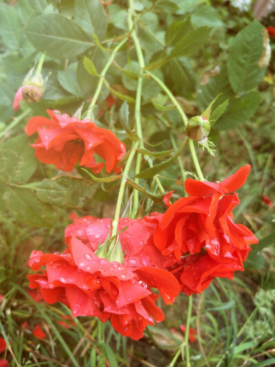 雨后的玫瑰花。火红火红的，燃烧着