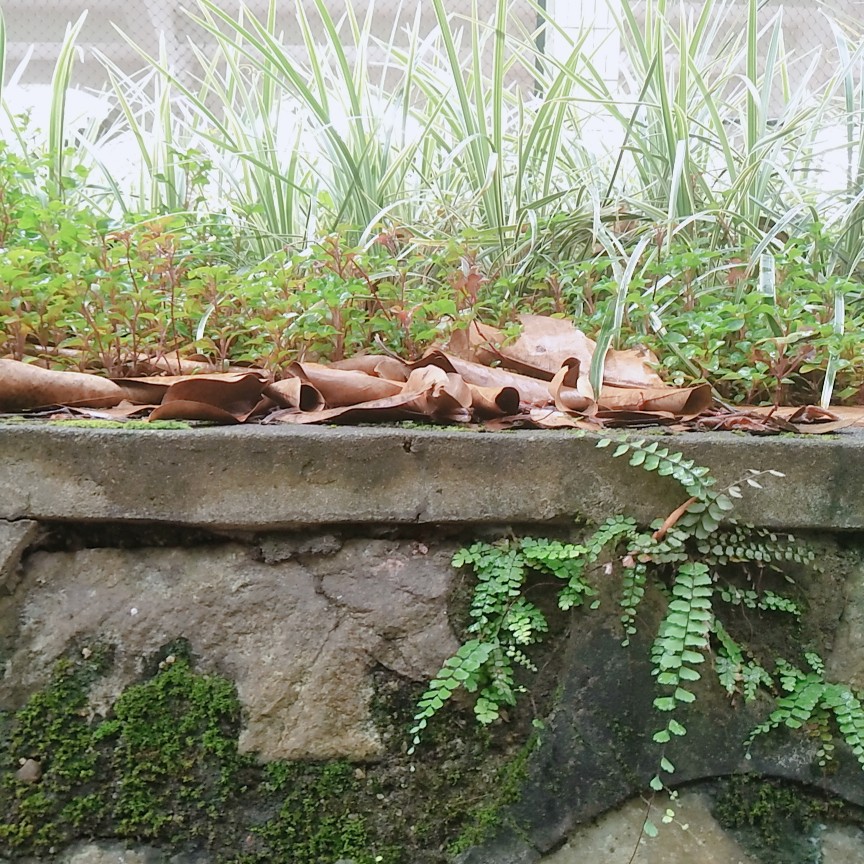 雨后青苔