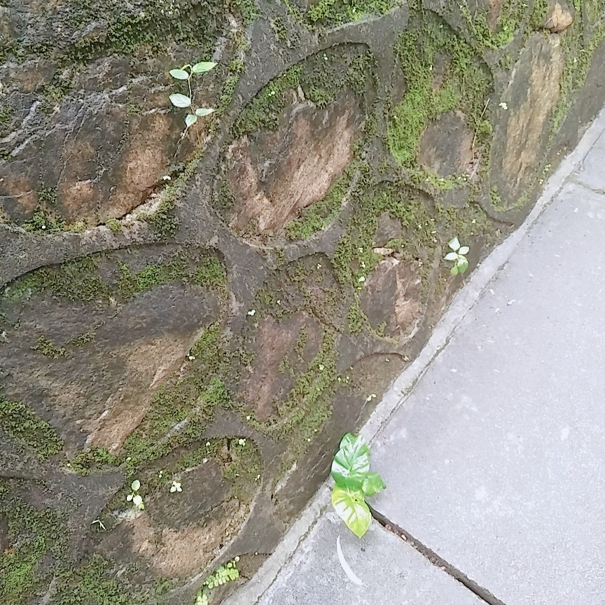 雨后青苔