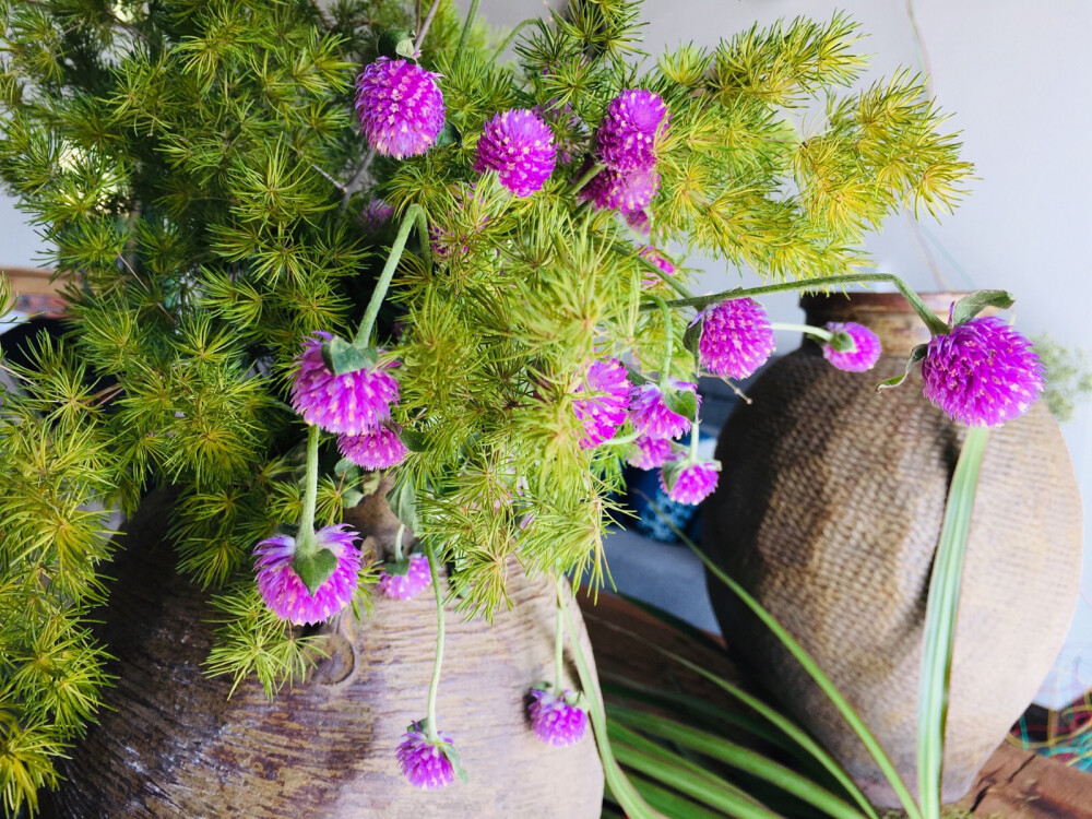 民宿庭院与爬藤植物