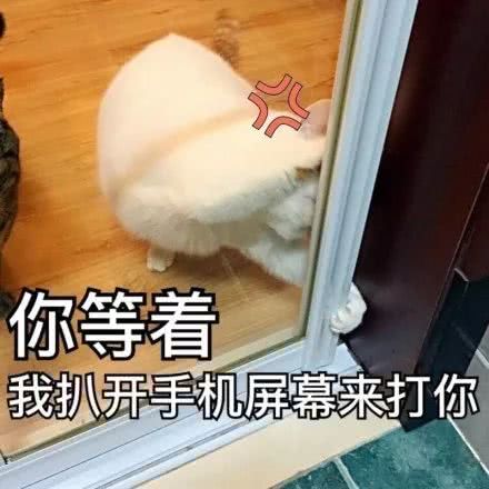 猫咪可爱萌宠表情包