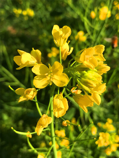 刘勇良手机纪实摄影：盛开的油菜花