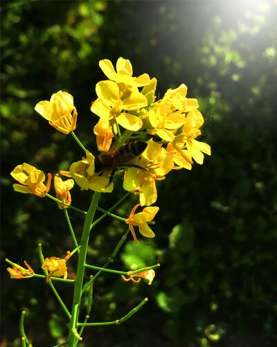 刘勇良手机纪实摄影：盛开的油菜花