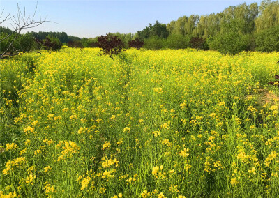 刘勇良手机纪实摄影：盛开的油菜花