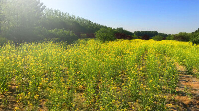 刘勇良手机纪实摄影：盛开的油菜花