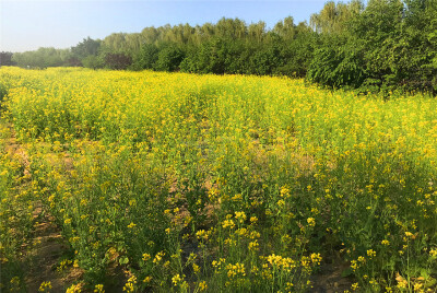 刘勇良手机纪实摄影：盛开的油菜花