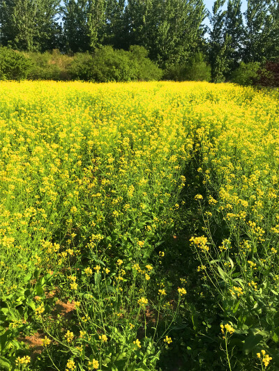 刘勇良手机纪实摄影：盛开的油菜花