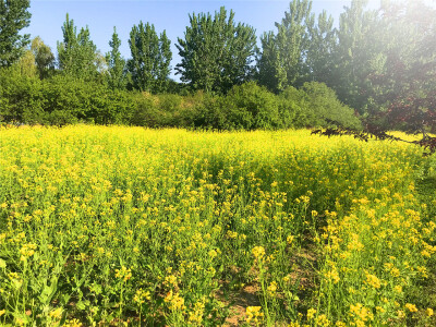 刘勇良手机纪实摄影：盛开的油菜花