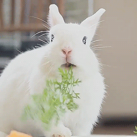 兔子 嚼食