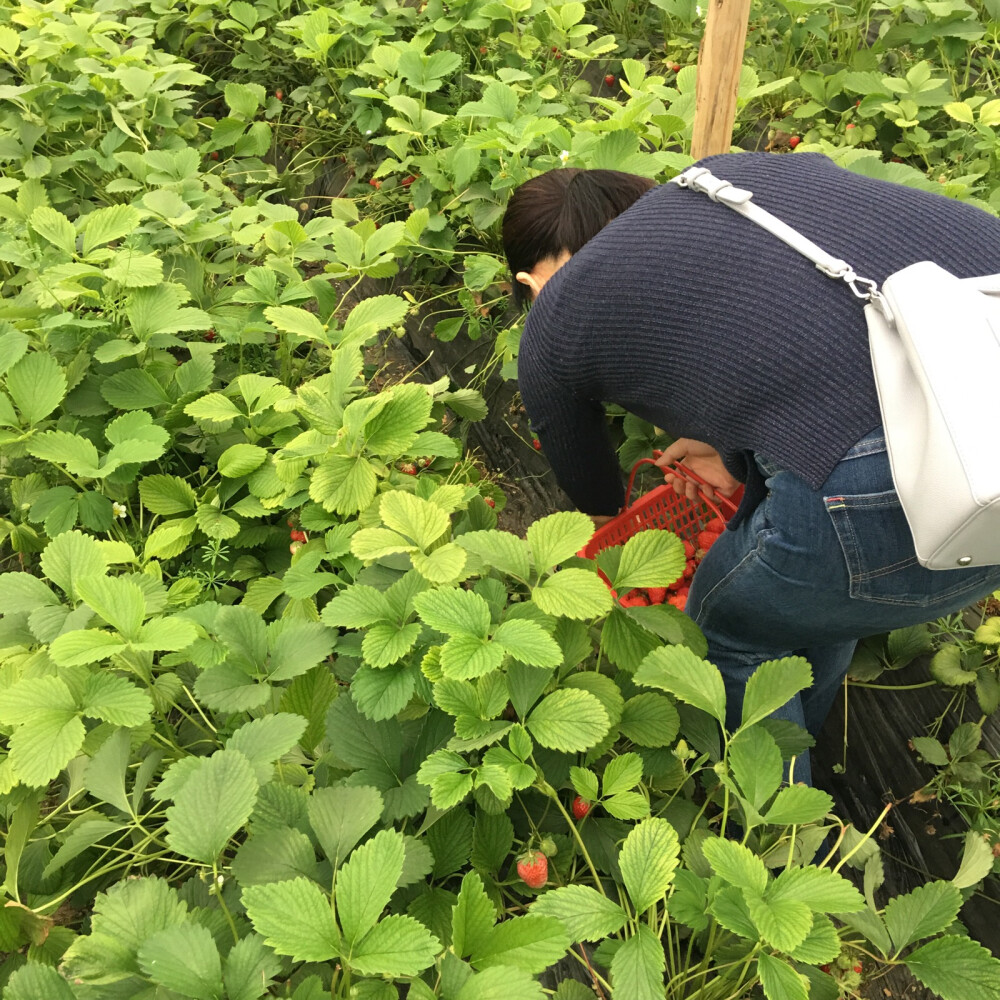 那天和爸爸妈妈姥姥一起去摘草莓、吃那家院子
很不错
爸爸看到一片麦地就觉得很亲切哈哈哈