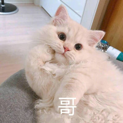 小猫咪