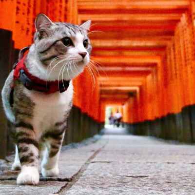 萌宠:猫咪