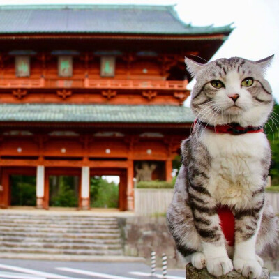 萌宠:猫咪