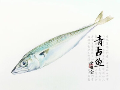 #海洋生物#美好的食物