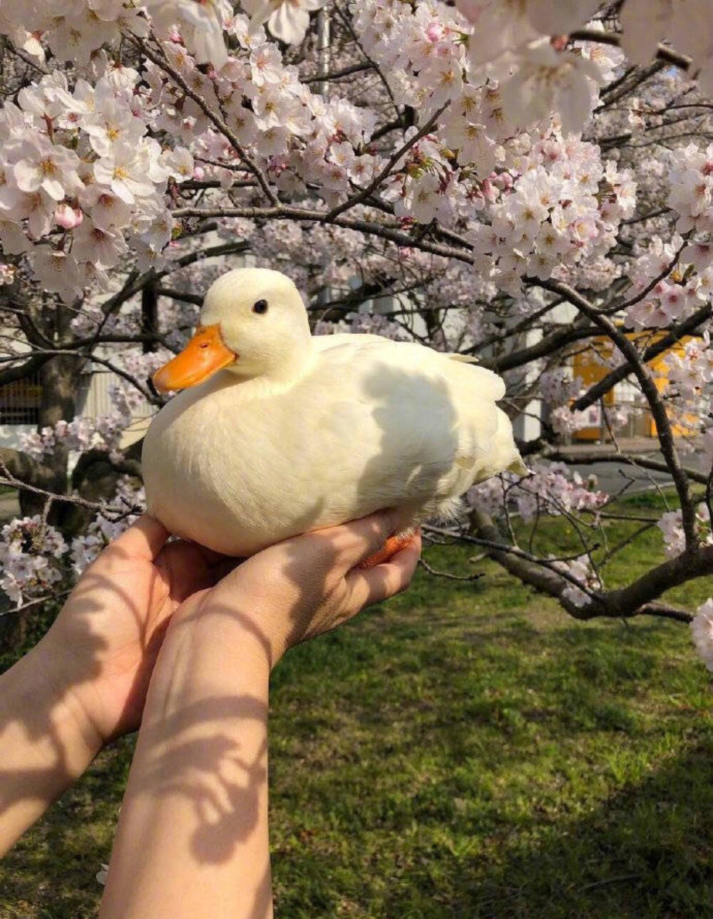 再累也要加油鸭