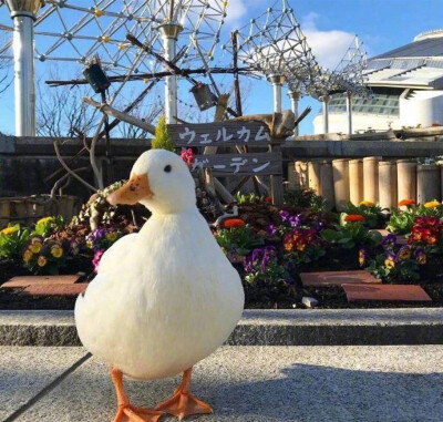 再累也要加油鸭