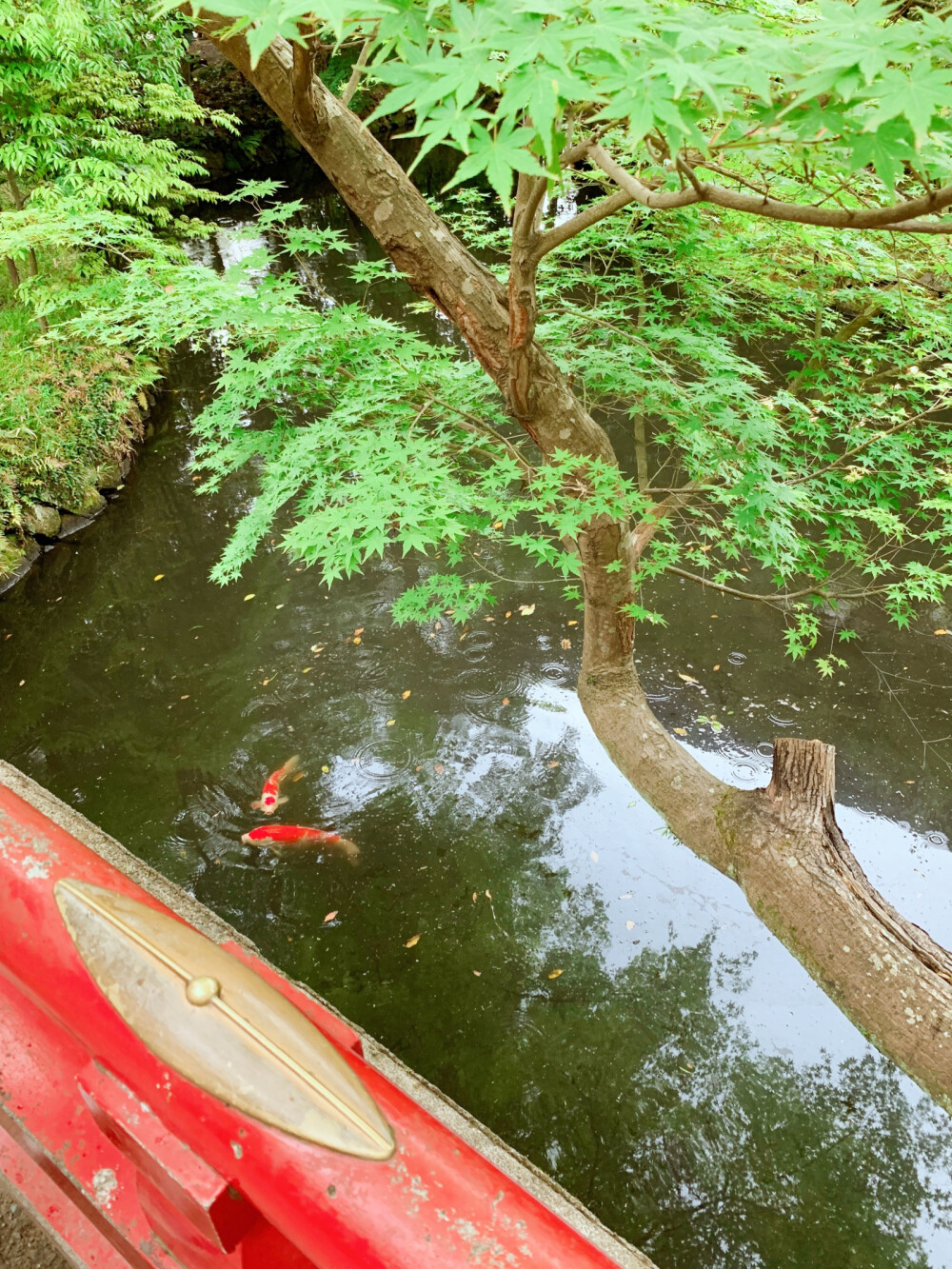 镰仓鹤冈八幡宫