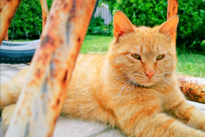 流浪猫也有自己的情绪，
有发愁的时候，也有高兴的时候。