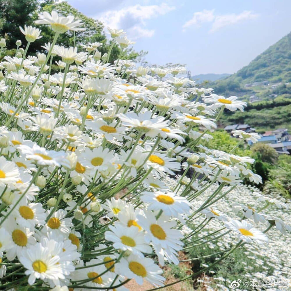 花朵