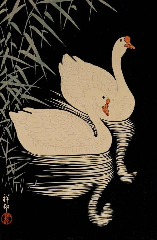 swan