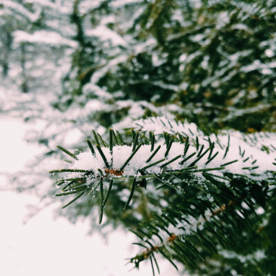 松树 雪