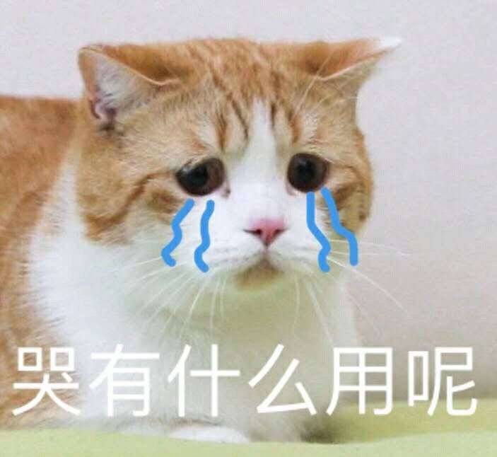 猫咪哭哭~