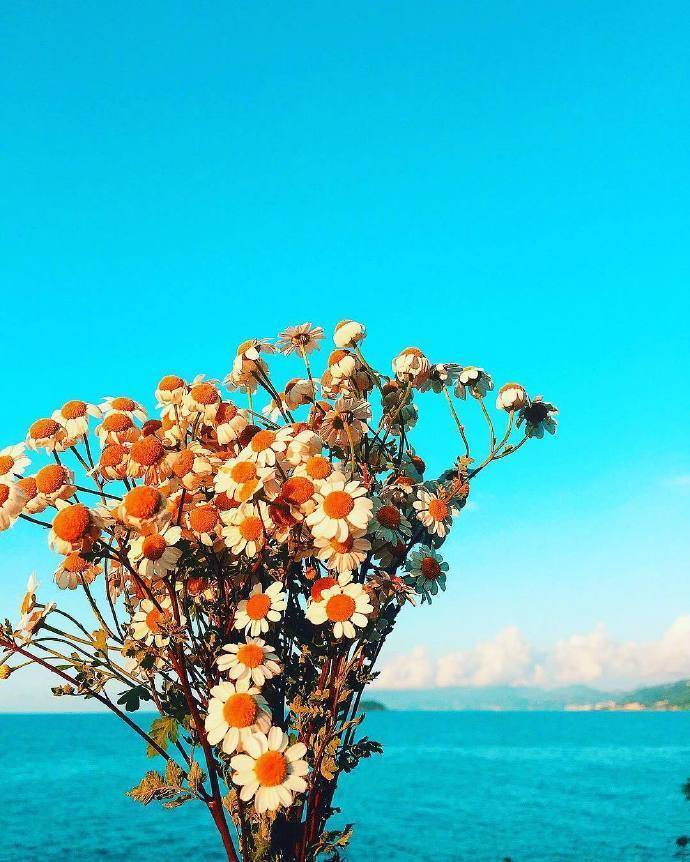 菊