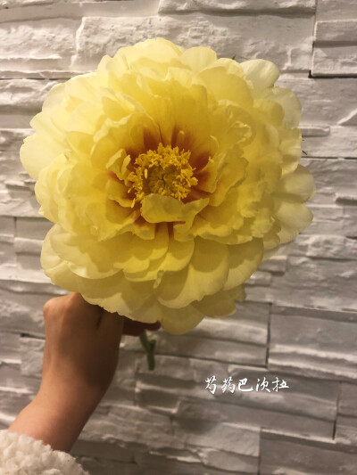 鲜花