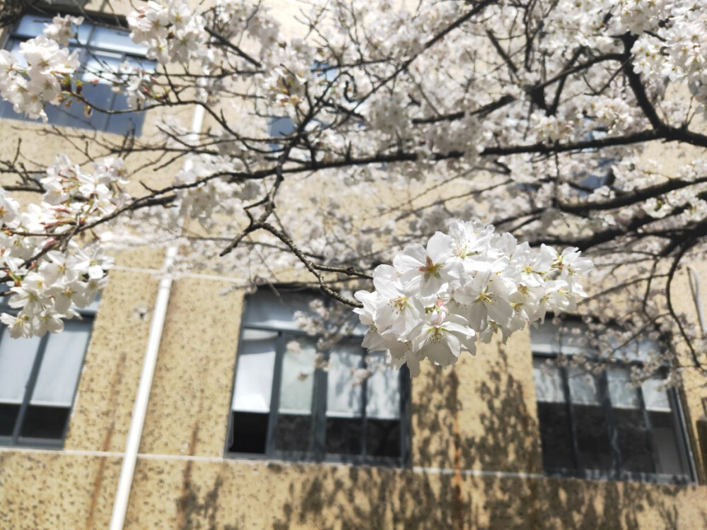 教学楼前的樱花
春天那么美好