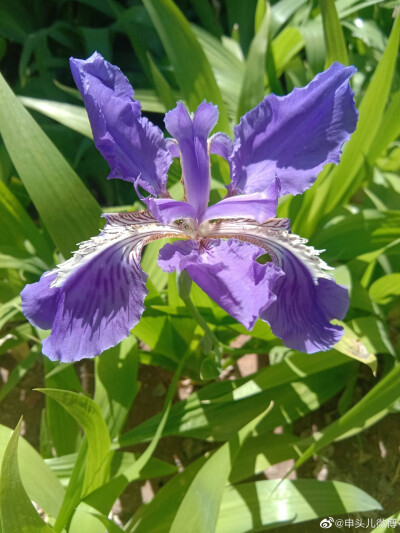 朝花夕逝的鸢尾花